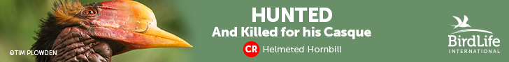 Advertisment Image